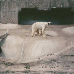 Hogle Zoo 1999 - Bear Grotto - Polar Bear