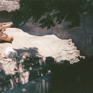 Hogle Zoo 1999 - Bear Grotto - Polar Bears