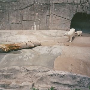 Hogle Zoo 1999 - Bear Grotto - Polar Bears