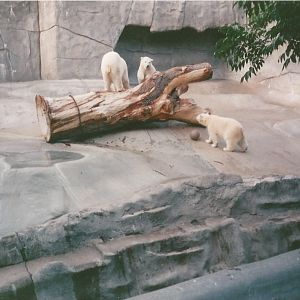 Hogle Zoo 1999 - Bear Grotto - Polar Bears