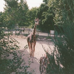 Hogle Zoo 1999 - Giraffe House - Rothschild's Giraffe