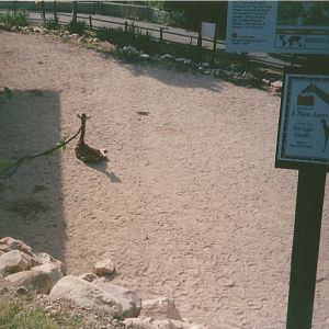 Hogle Zoo 1999 - Giraffe House - Rothschild's Giraffe