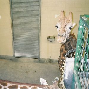 Hogle Zoo 1999 - Giraffe House - Rothschild's Giraffes