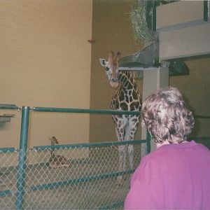 Hogle Zoo 1999 - Giraffe House - Rothschild's Giraffes