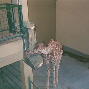Hogle Zoo 1999 - Giraffe House - Reticulated Giraffe
