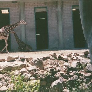 Hogle Zoo 1999 - Giraffe House - Rothschild's Giraffes