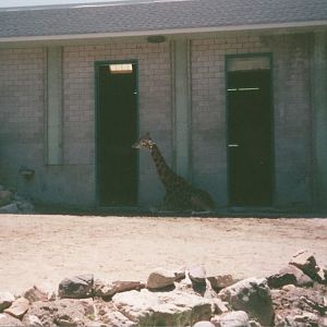 Hogle Zoo 1999 - Giraffe House - Rothschild's Giraffe