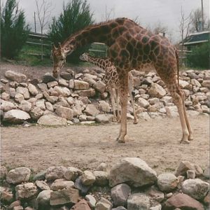 Hogle Zoo 1999 - Giraffe House - Rothschild's and Reticulated Giraffes