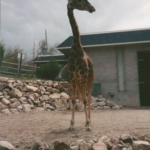 Hogle Zoo 1999 - Giraffe House - Rothschild's and Reticulated Giraffes