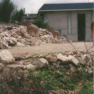 Hogle Zoo 1999 - Giraffe House - Rothschild's and Reticulated Giraffes