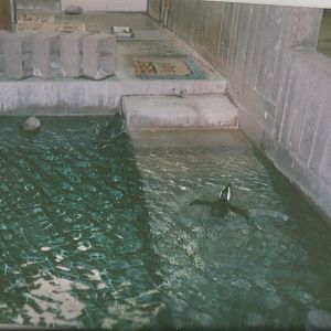 Hogle Zoo 1999 - Hippo Building - African Penguins