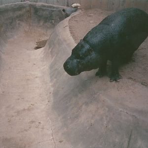 Hogle Zoo 1999 - Hippo Building - Pygmy Hippopotamus