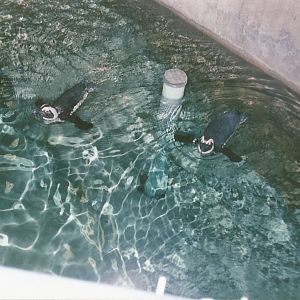 Hogle Zoo 1999 - Hippo Building - African Penguins
