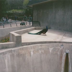 Hogle Zoo 1999 - Hippo Building - Indian Peafowl
