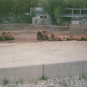 Hogle Zoo 1999 - Bactrian Camels