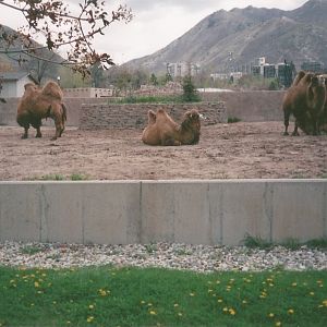 Hogle Zoo 1999 - Bactrian Camels
