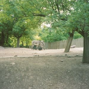 Hogle Zoo 1999 - African Savannah - Grevy's Zebras