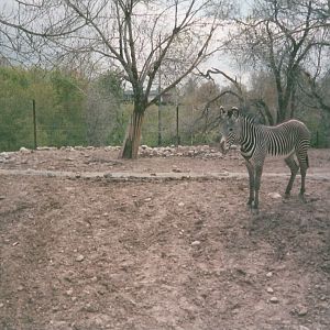Hogle Zoo 1999 - African Savannah - Grevy's Zebra