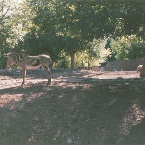 Hogle Zoo 1999 - African Savannah - Grevy's Zebras
