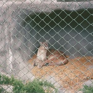 Hogle Zoo 1999 - Bear Grotto - Cougar