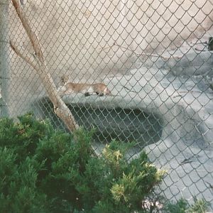 Hogle Zoo 1999 - Bear Grotto - Cougar