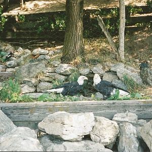 Hogle Zoo 1999 - Discoveryland - Bald Eagles
