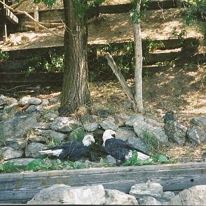Hogle Zoo 1999 - Discoveryland - Bald Eagles