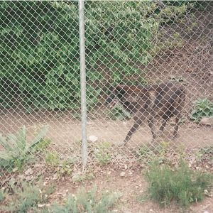Hogle Zoo 1999 - Grey Wolf