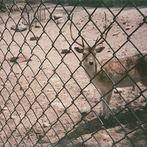 Hogle Zoo 1999 - Fallow Deer