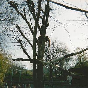 Hogle Zoo 1999 - Red Panda