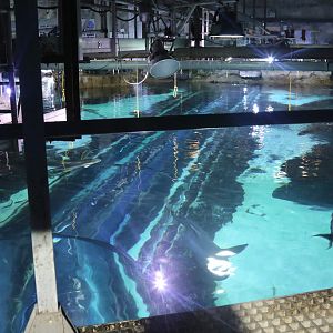 Ocean Tank from above, Blue Planet Aquarium 22/02/2017
