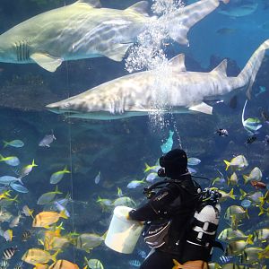 Sand Tiger Sharks at feeding time, Blue Planet Aquarium 22/02/2017