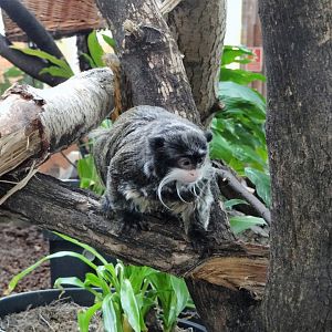 Emperor Tamarin