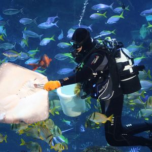 Southern Stingray feeding at Blue Planet Aquarium 22/02/2017