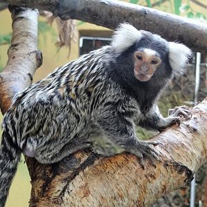Common Marmoset