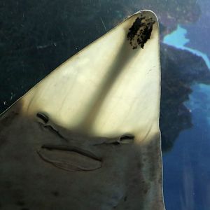 Guitarfish at Blue Planet Aquarium 22/02/2017