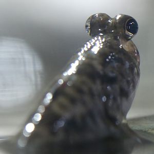 Indian Mudskipper at Blue Planet Aquarium 22/02/2017