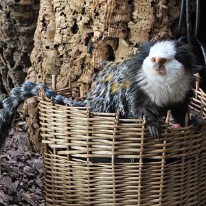 White-fronted Marmoset