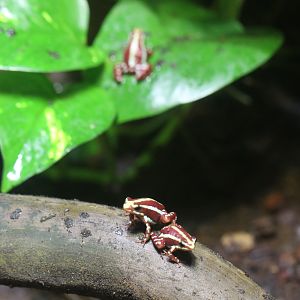 Phantasmal Poison Frogs at Blue Planet Aquarium 22/02/2017