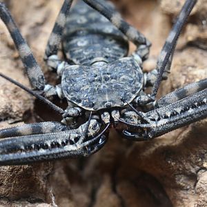 Tailless Whip Scorpion at Blue Planet Aquarium 22/02/2017
