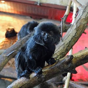 Goeldi's Marmoset