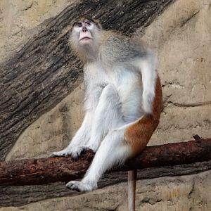 Patas Monkey