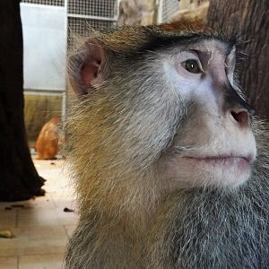 Patas Monkey