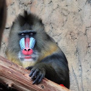 Mandrill