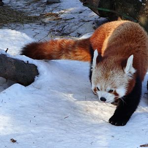 Red Panda