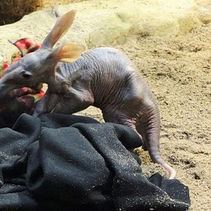 Aardvark