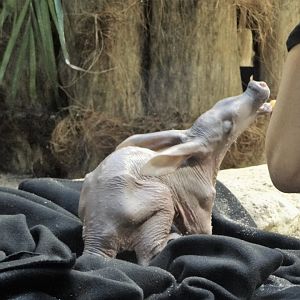 Aardvark