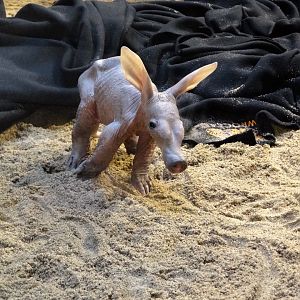 Aardvark
