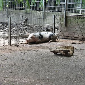 Swine-enclosure