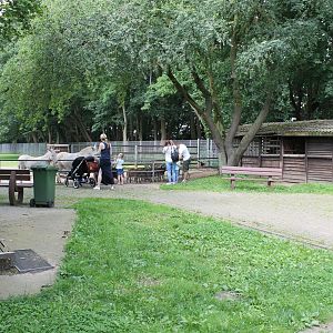 Petting Sheep and Donkeys